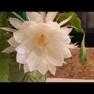 Meet your Posher, Cora